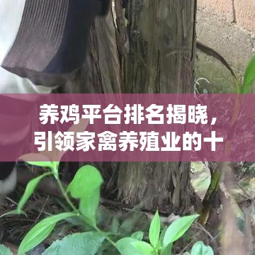 養雞平臺排名揭曉，引領家禽養殖業的十大佼佼者