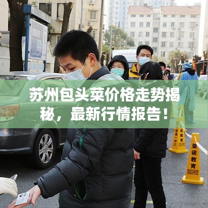 蘇州包頭菜價格走勢揭秘，最新行情報告！