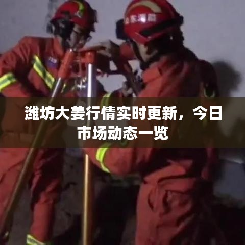 濰坊大姜行情實時更新，今日市場動態一覽