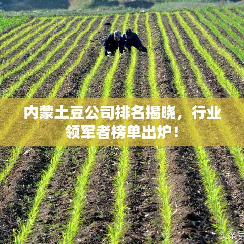 內(nèi)蒙土豆公司排名揭曉，行業(yè)領(lǐng)軍者榜單出爐！